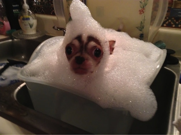 no idea how he got into this bubble bath funny dog picture
