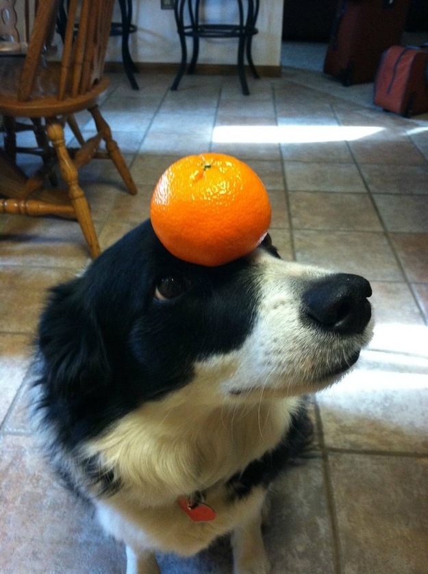 orange on the head funny dog picture