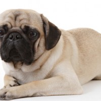 pug dog for your loved ones