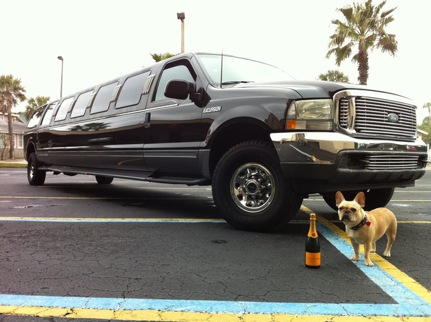 pug going for a big car ride with drinks funny picture