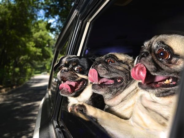 pugs laughing out loud in car window funny picture