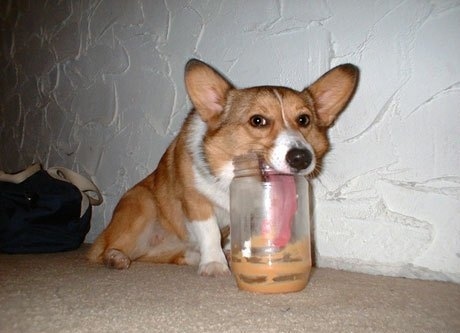 puppy fighting with food jar funny dog picture