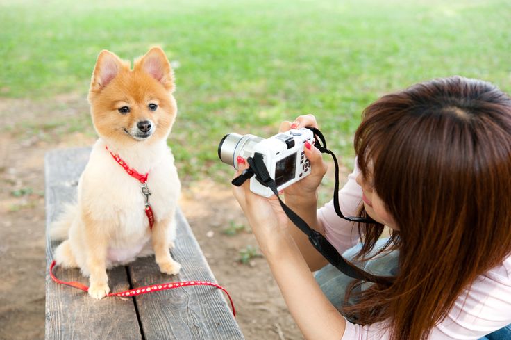 puppy photoshoot picture