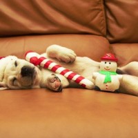 relax its christmas funny dog picture