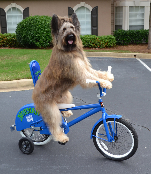rides a bicycle funny dog picture