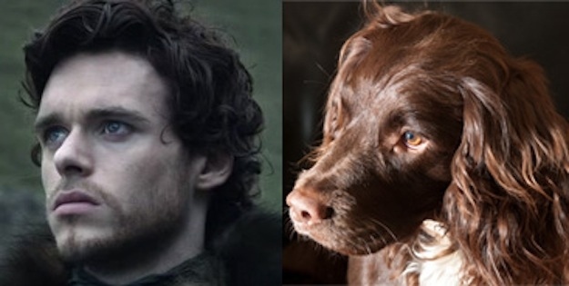robb stark vs dog funny dog picture