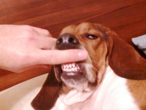 show me your teeth funny dog picture
