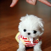 so small n cute teacup dog