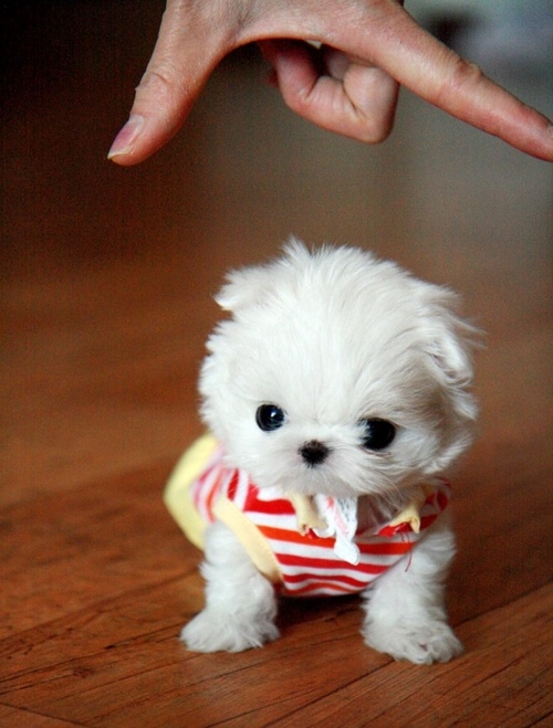 so small n cute teacup dog