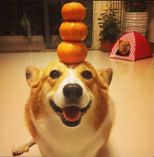stacking 3 oranges on head funny dog picture
