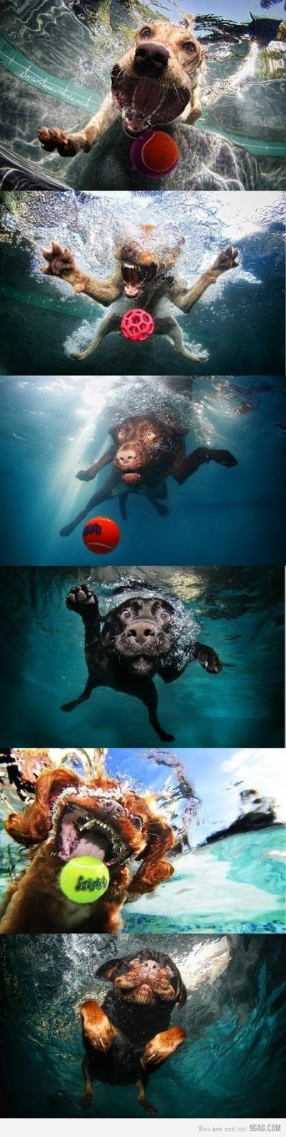 swimming moments funny dog picture