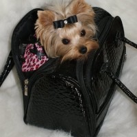 teacup dog in ladies purse picture