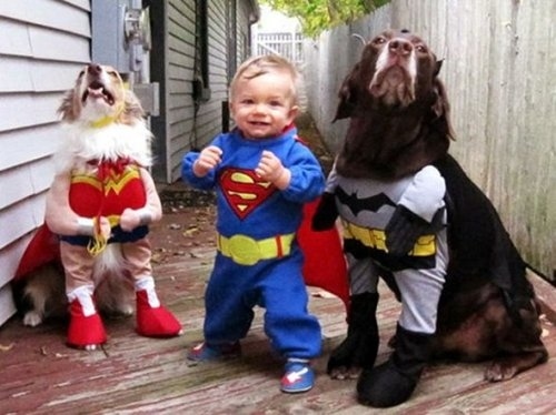 the batman dog and baby funny picture
