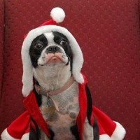 this christmas celebration funny dog pictures