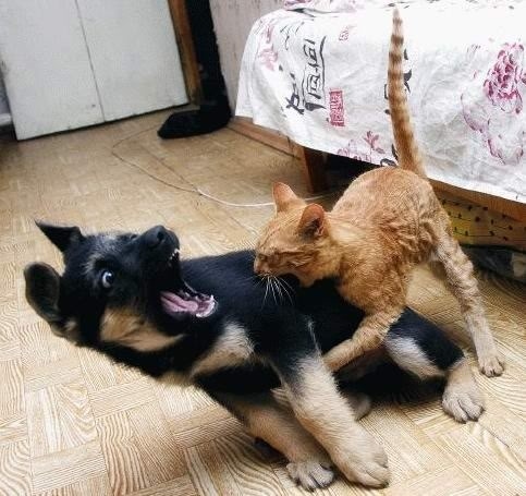 this dog can not fight with cat funny picture