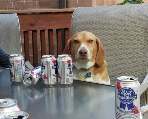 this dog likes beer very much funny picture