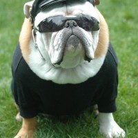 umpire funny dog pictures