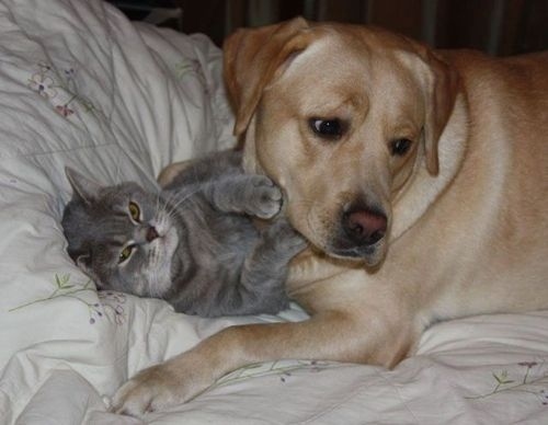 valentines day with cat funny dog picture