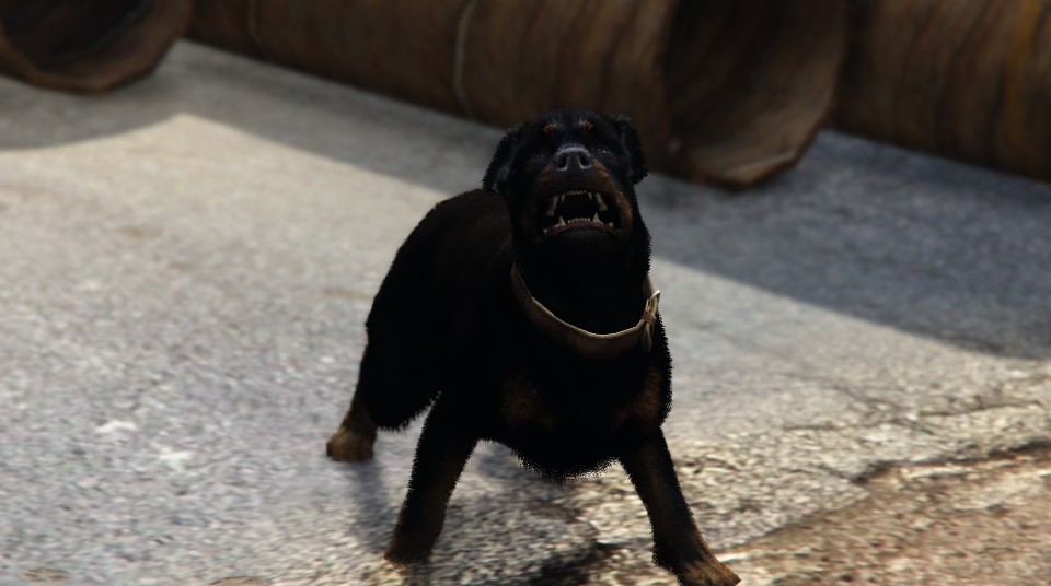 Very Angry Dog Funny Picture