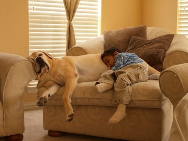 very funny dog and kid sleeping together picture
