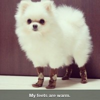 warm feets funny dog pictures