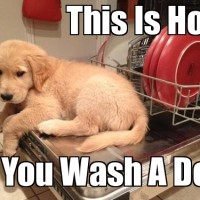 wash a dog funny dog pictures