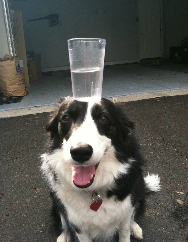 water glass on the head balancing funny dog picture