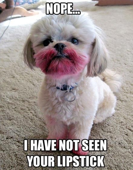 your lipstick funny dog picture