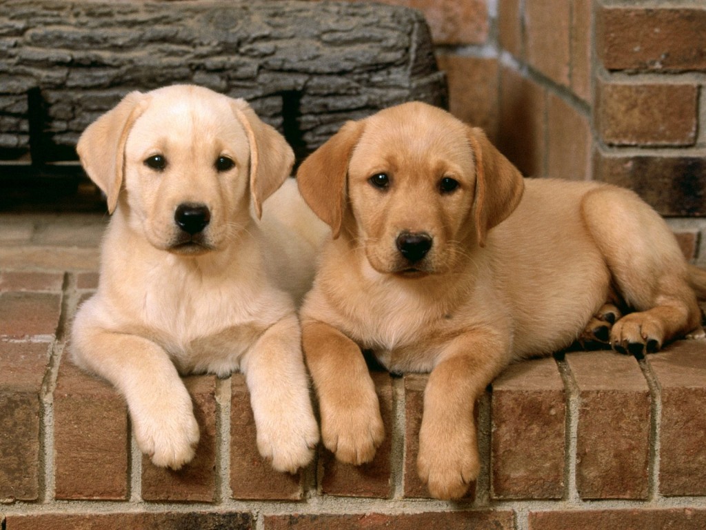 2 cute labrador dog relaxing picture