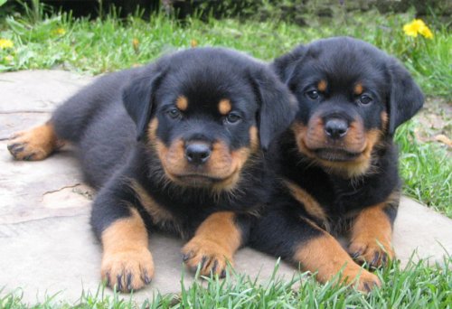 2 Rottweiler Puppies Sitting together Picture