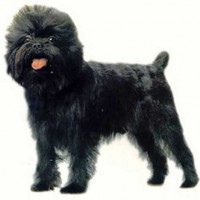Affenpinscher That Stay Small Dog Breed