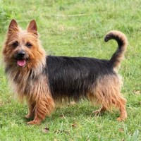 Australian Terrier That Stay Small Dog Breed