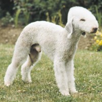 Bedlington Terrier That stay small dog breed