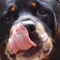 Home remedy for dog licking