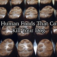 Human Foods That Can Kill Dog