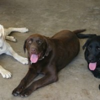Labrador retriever Low Maintenance Dog Breed