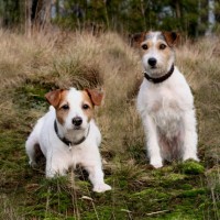 Russell Terrier Low Maintenance Dog Breed