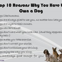 Top 10 Reasons To Own A Dog