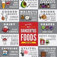 bad foods that could kill your dog