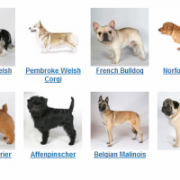 choosing the right dog breed for adoption