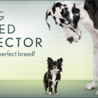 dog breed finder selector