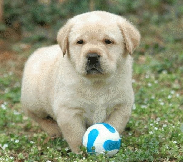 Labrador dog puppy playing with ball