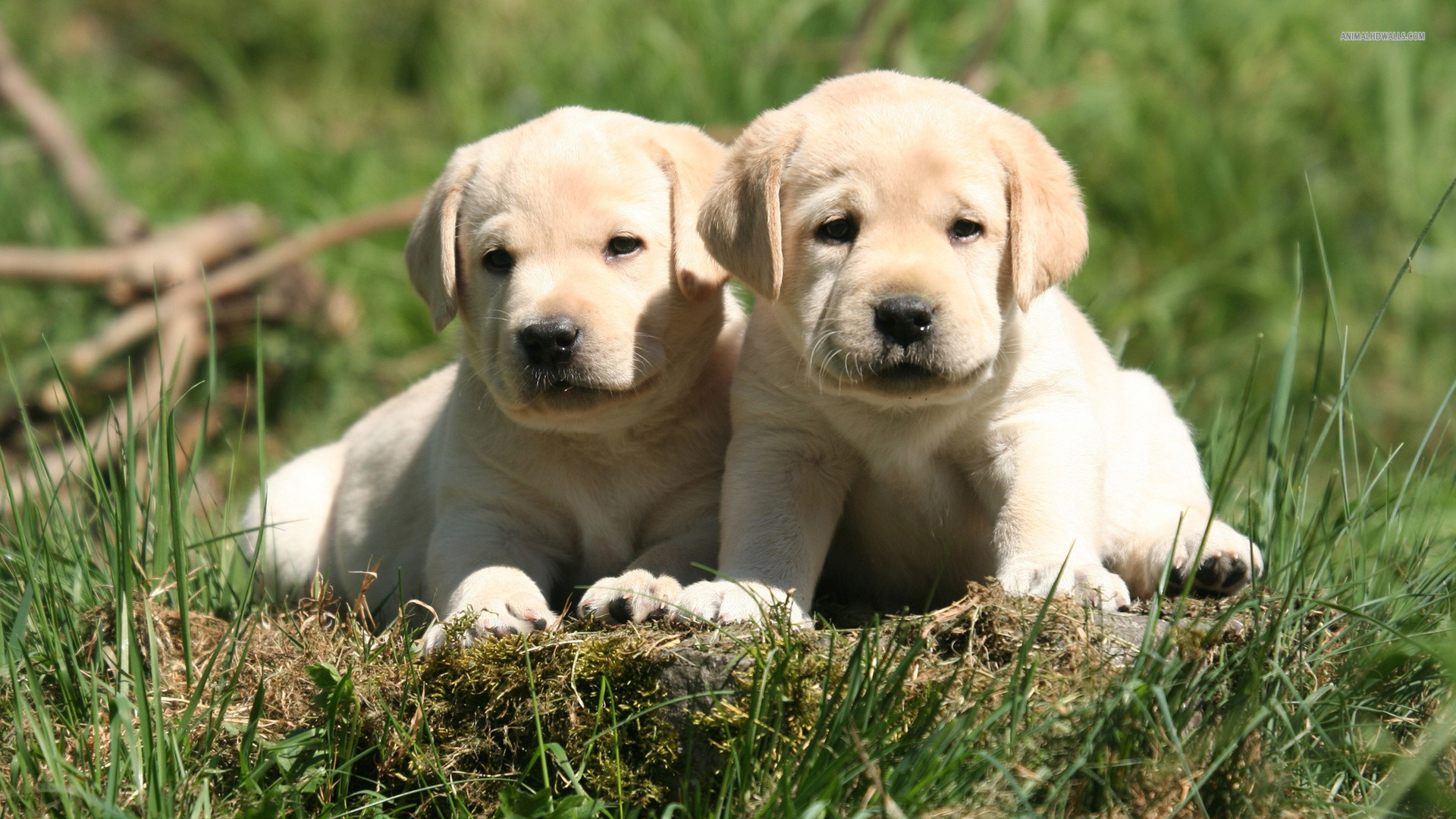 Labrador Retriever puppies hd picture
