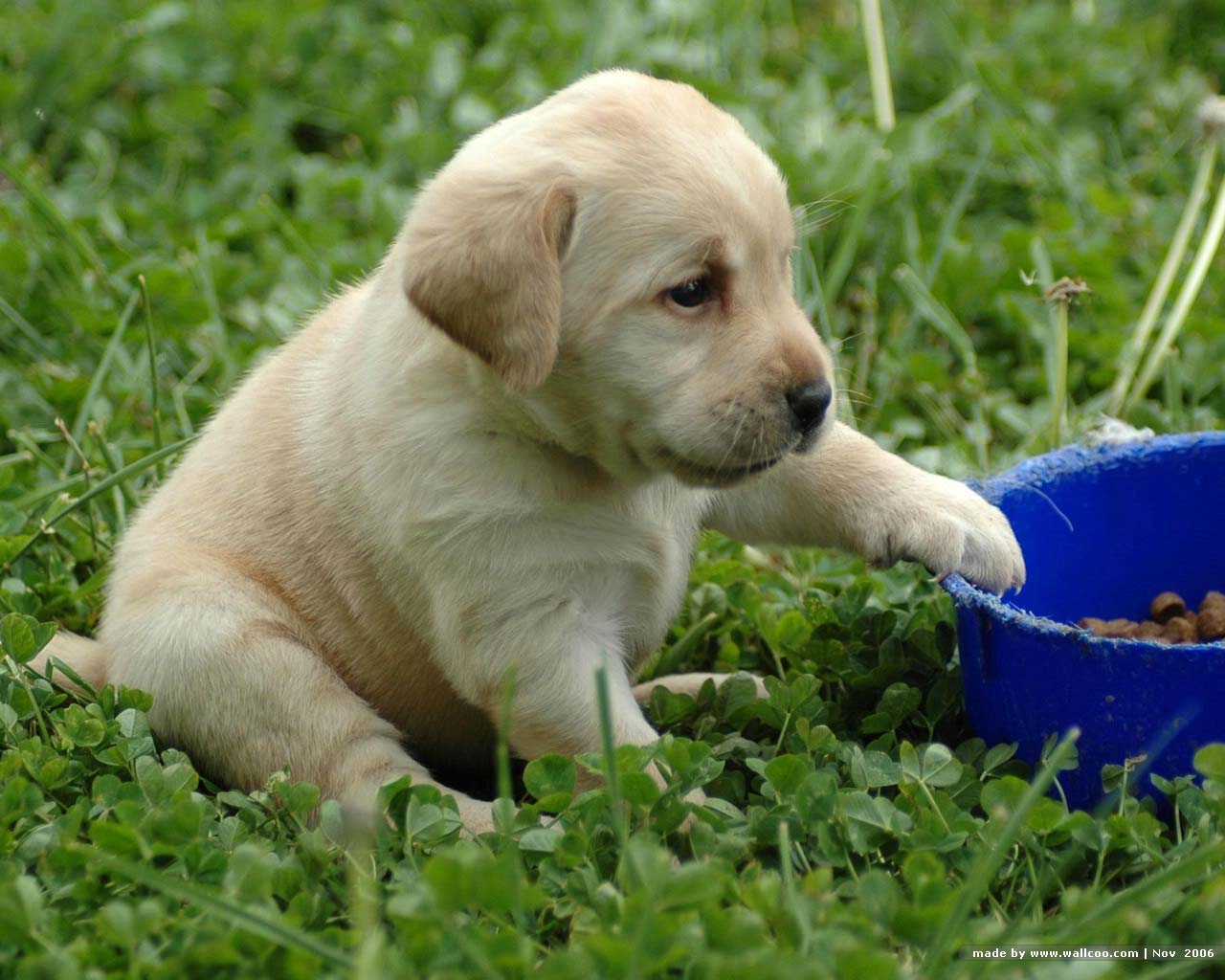 Labrador Retriever Puppy in Garden