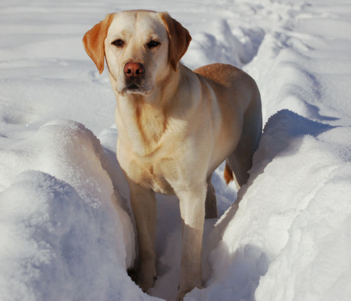 the labrador retriever dog in ice picture