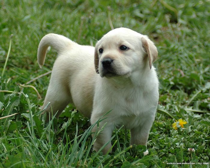 White Labrador Puppy outdoor in garden picture