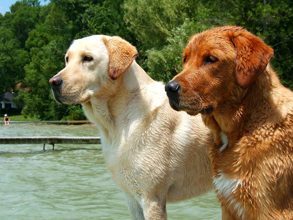 yellow and red Labrador Retrievers Dog Picture