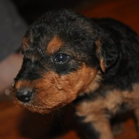 Adorable-airedale-terrier-wallpaper