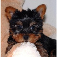 Adorable-akc-puppies-dog-breed-wallpaper