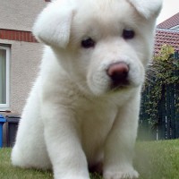 Adorable-akita-puppies-dog-breed-wallpaper